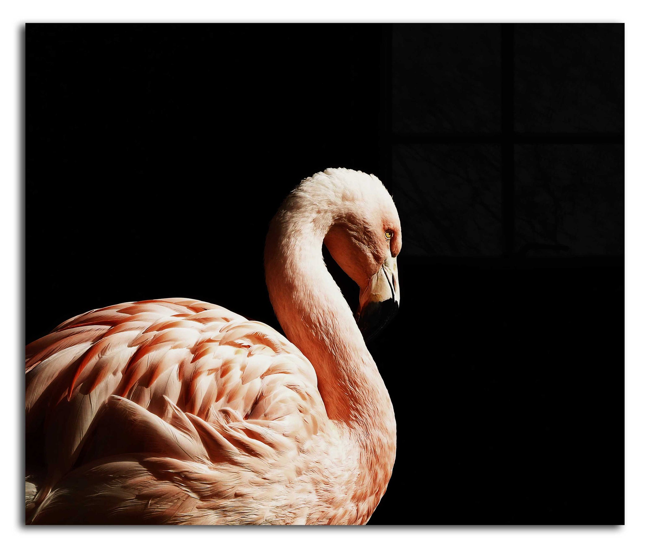 Flamingo In The Dark - Acrylic Print - Rare Edition Category