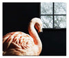 Flamingo In The Dark - Acrylic Print - Rare Edition Category