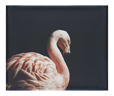 Flamingo In The Dark - Canvas Print - Rare Edition Category