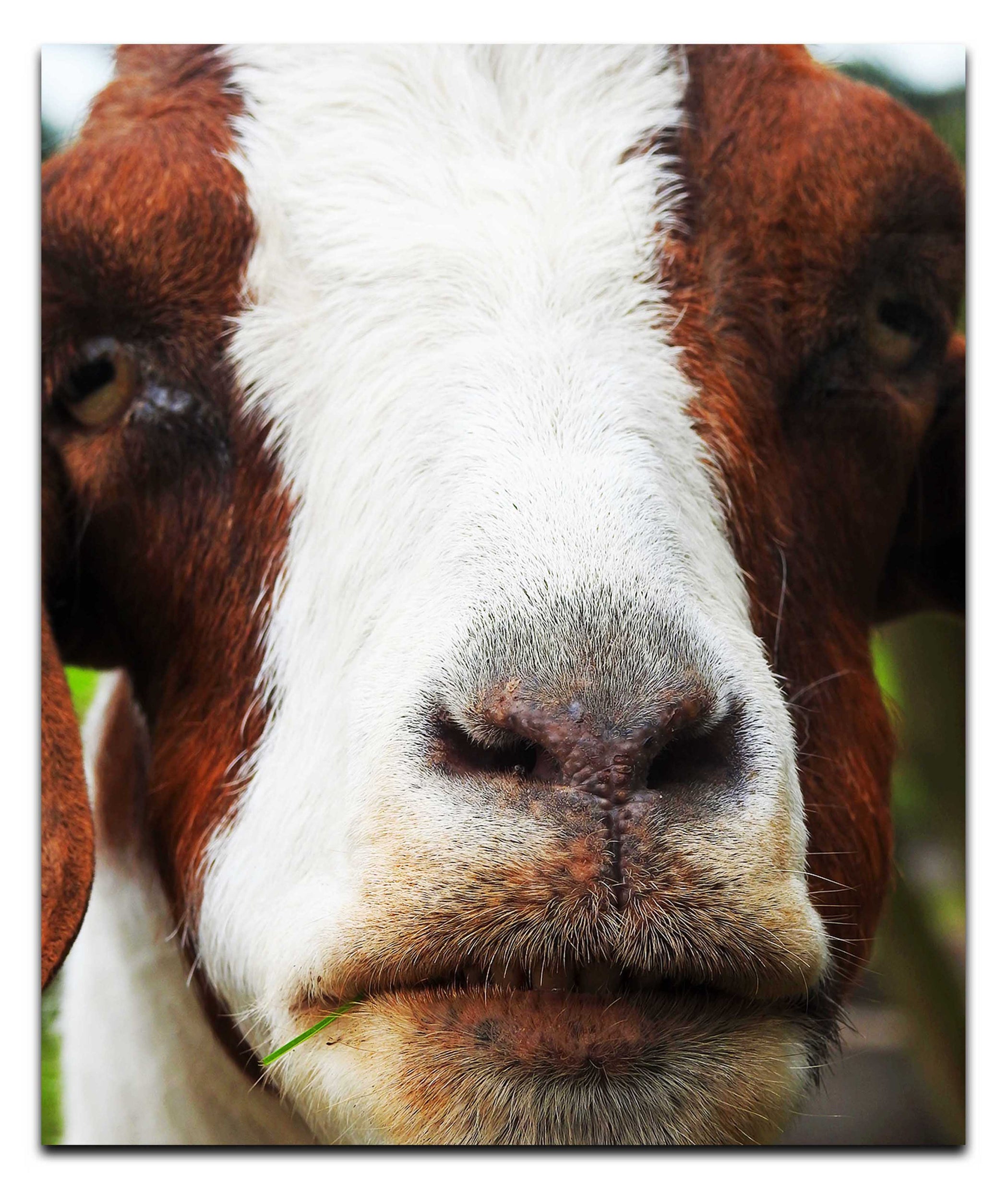 GOAT - Acrylic Print - Rare Edition Category