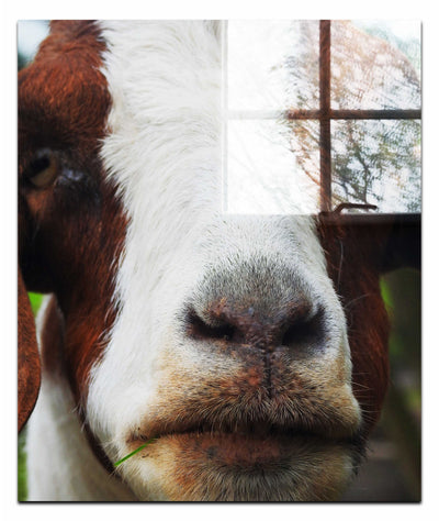 GOAT - Acrylic Print - Rare Edition Category