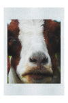 GOAT - Fine Art Print - Rare Edition Category