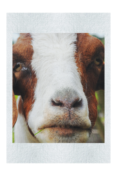 GOAT - Fine Art Print - Rare Edition Category
