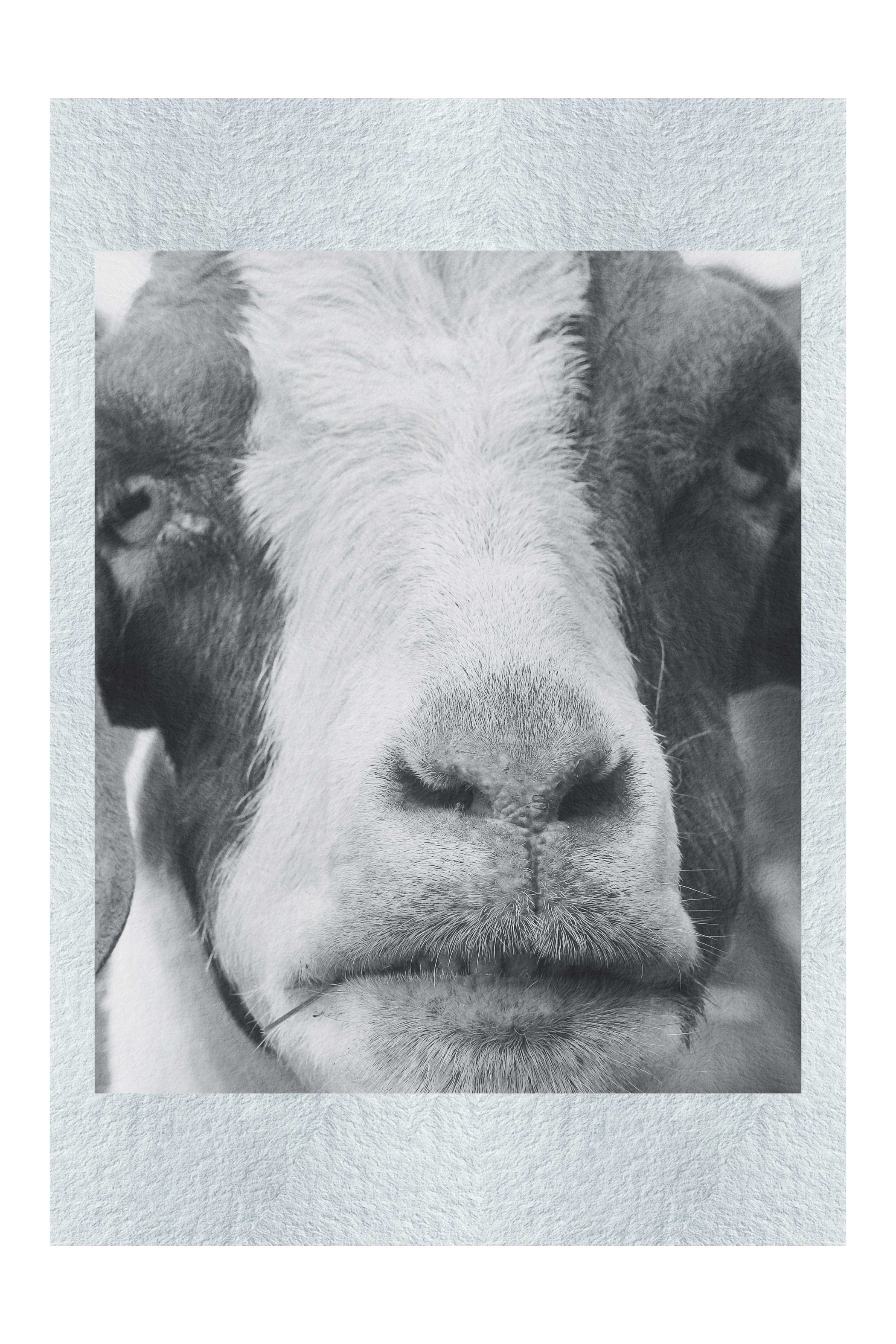 GOAT - Monochrome Fine Art Print - Rare Edition Category