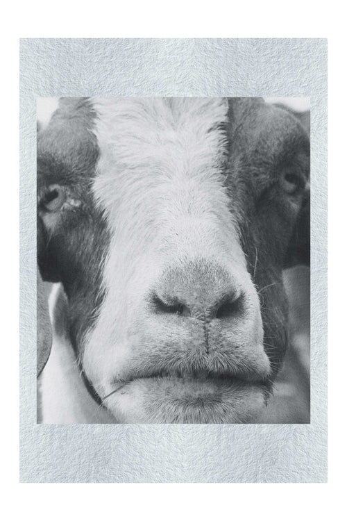 GOAT - Monochrome Fine Art Print - Rare Edition Category