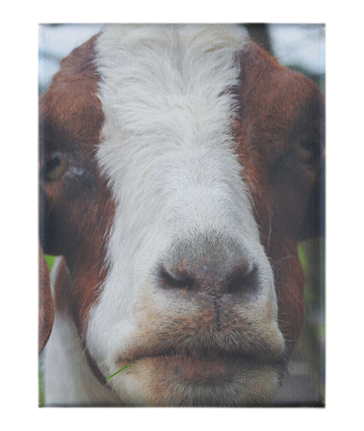 GOAT - Canvas Print - Rare Edition Category
