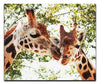 Giraffes Kiss II - Acrylic Print - Wildlife Category