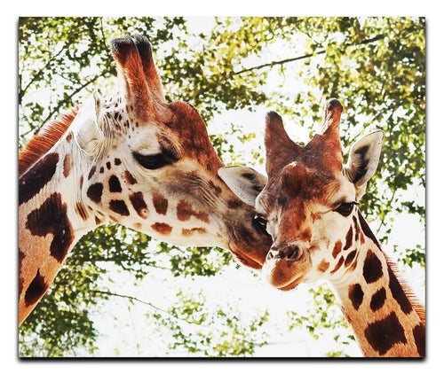 Giraffes Kiss II - Acrylic Print - Wildlife Category