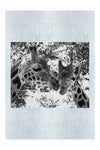 Giraffes Kiss II – Monochrome Fine Art Print - Wildlife Category