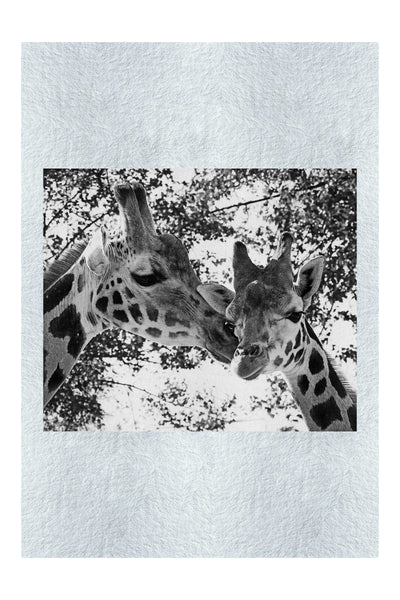 Giraffes Kiss II – Monochrome Fine Art Print - Wildlife Category