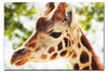 Giraffe Portrait - Acrylic Print - Wildlife Category