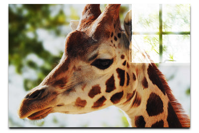 Giraffe Portrait - Acrylic Print - Wildlife Category