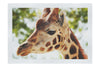 Giraffe Portrait - Fine Art Print - Wildlife Category