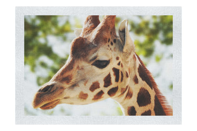 Giraffe Portrait - Fine Art Print - Wildlife Category