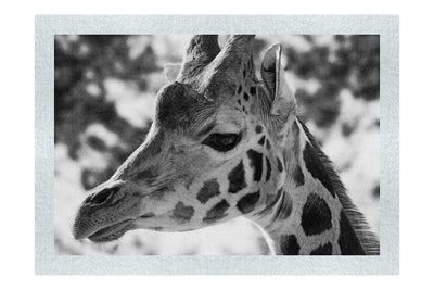 Giraffe Portrait - Monochrome Fine Art Print - Wildlife Category