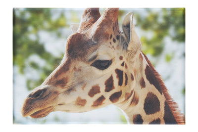 Giraffe Portrait - Canvas Print - Wildlife Category