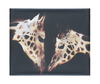 The Giraffes Kiss – Canvas Print - Rare Edition Category