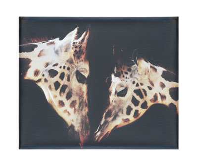 The Giraffes Kiss – Canvas Print - Rare Edition Category