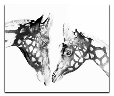 The Giraffes Kiss - Acrylic Print - Rare Edition Category