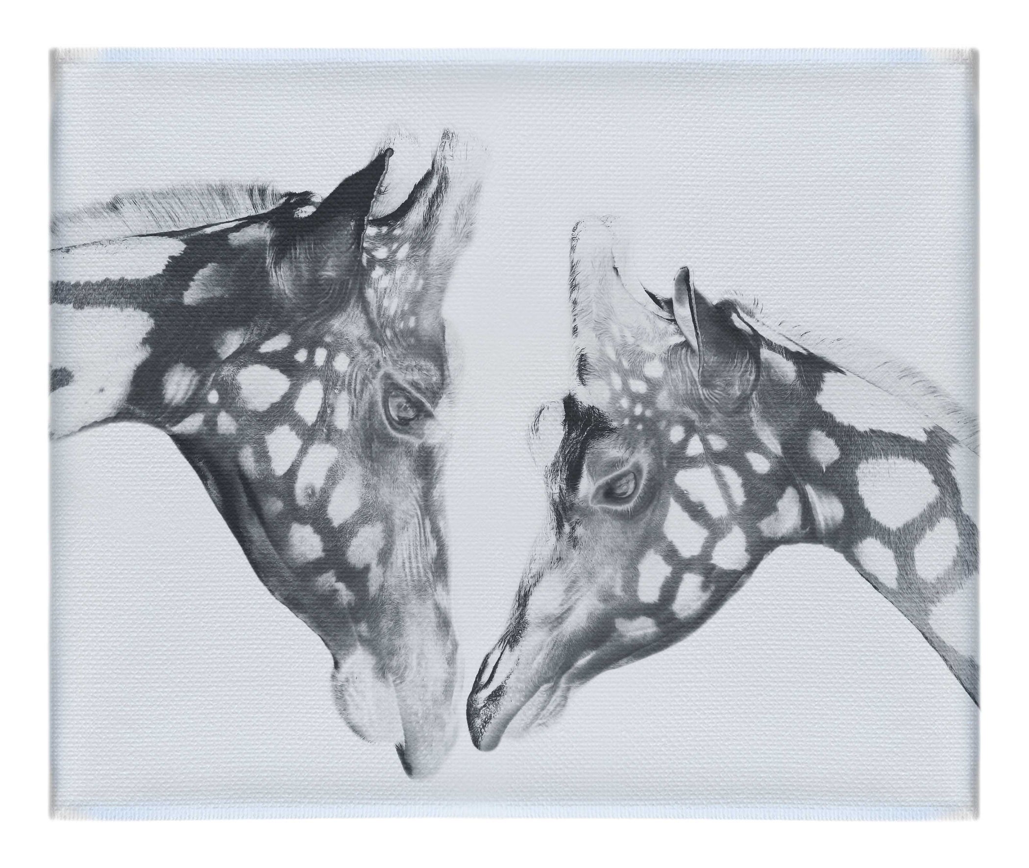 The Giraffes Kiss - Canvas Print - Rare Edition Category