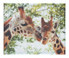 Giraffes Kiss II – Canvas Print - Wildlife Category