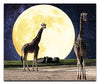 Giraffes Under The Moon - Acrylic Print - Rare Edition Category