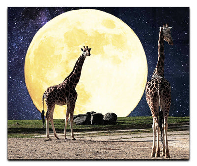 Giraffes Under The Moon - Acrylic Print - Rare Edition Category