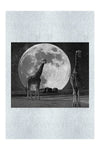 Giraffes Under The Moon - Monochrome Fine Art Print - Rare Edition Category