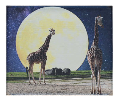 Giraffes Under The Moon - Canvas Print - Rare Edition Category