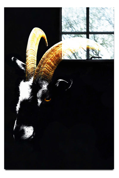 Goats Head - Acrylic Print - Wildlife Category
