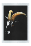 Goats Head - Fine Art Print - Wildlife Category