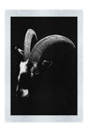Goats Head - Monochrome Fine Art Print - Wildlife Category