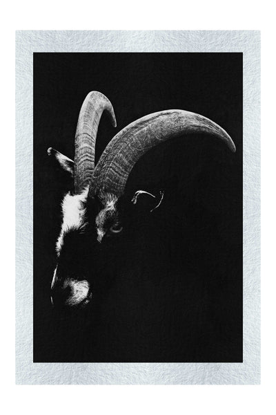 Goats Head - Monochrome Fine Art Print - Wildlife Category