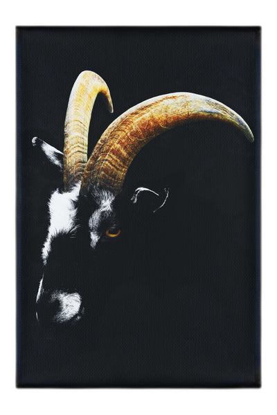 Goats Head - Canvas Print - Wildlife Category