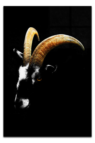 Goats Head - Acrylic Print - Wildlife Category