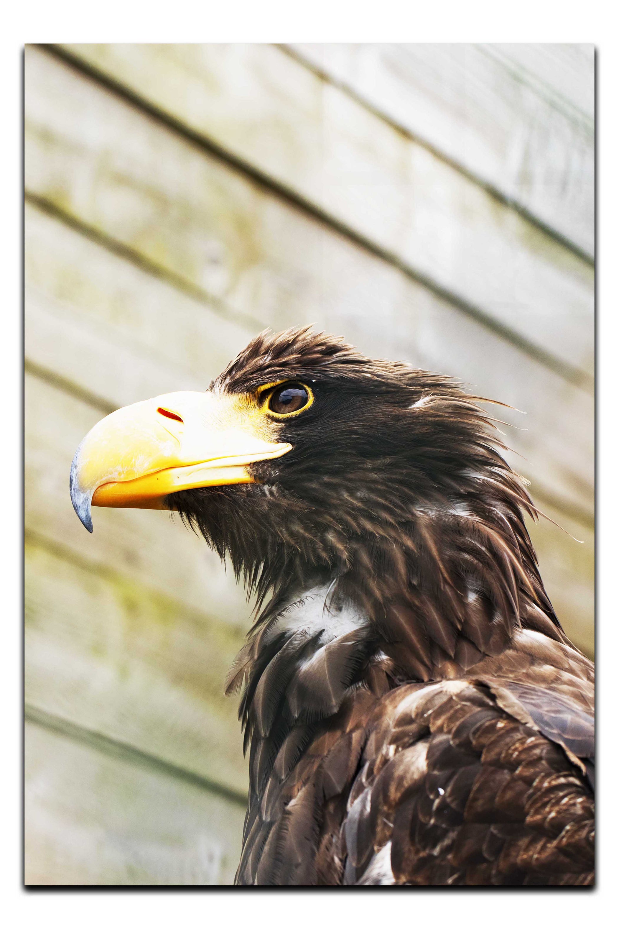 Golden Eagle - Acrylic Print - Wildlife Category