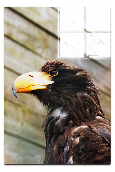 Golden Eagle - Acrylic Print - Wildlife Category