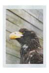 Golden Eagle - Fine Art Print - Wildlife Category