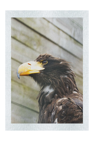 Golden Eagle - Fine Art Print - Wildlife Category