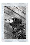 Golden Eagle - Monochrome Fine Print - Wildlife Category