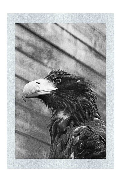 Golden Eagle - Monochrome Fine Print - Wildlife Category