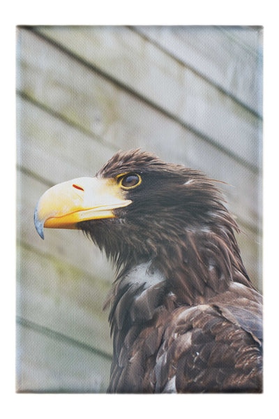 Golden Eagle - Canvas Print - Wildlife Category