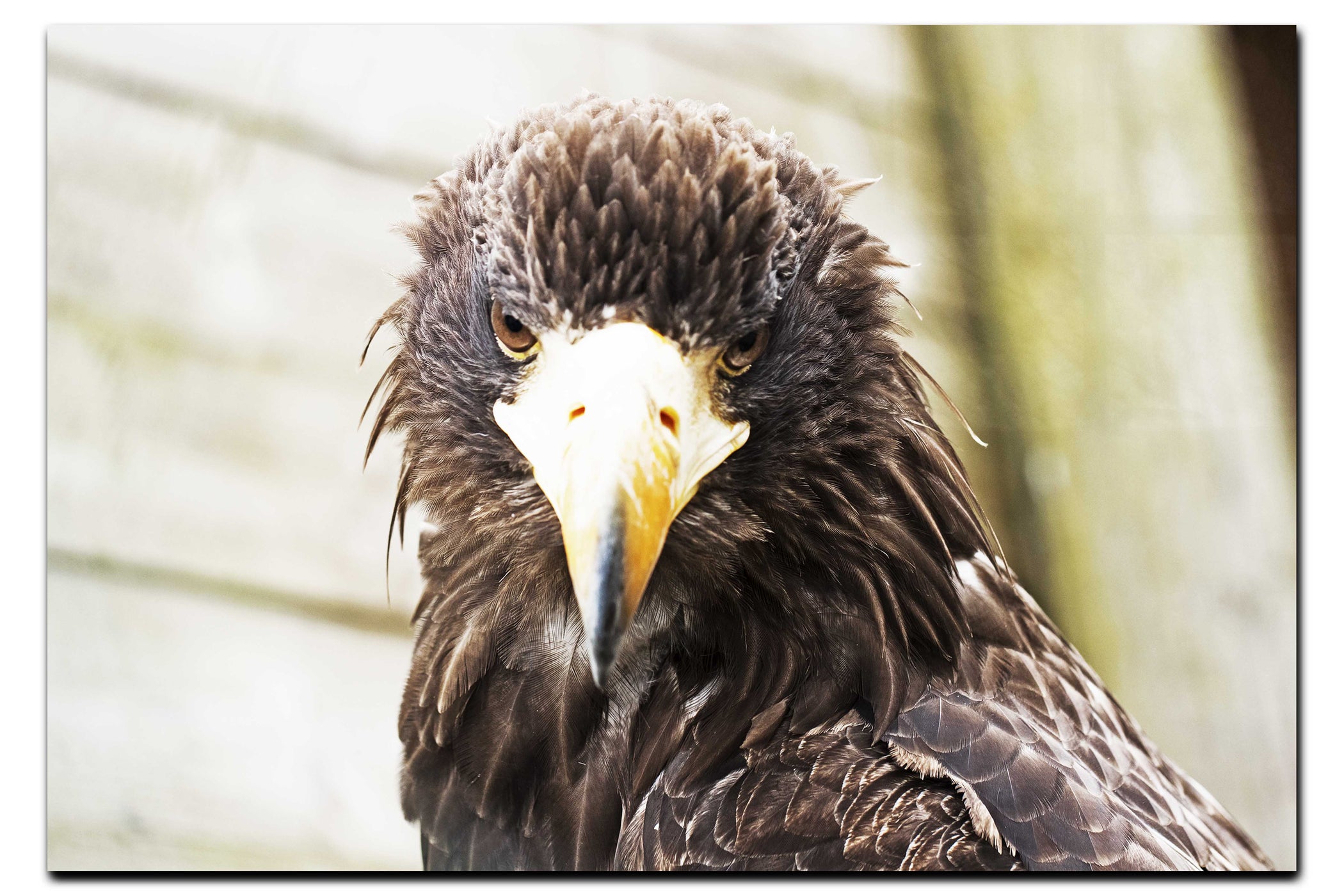 Stylised Golden Eagle - Acrylic Print - Wildlife Category