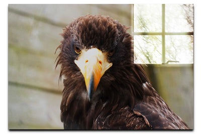 Stylised Golden Eagle - Acrylic Print - Wildlife Category