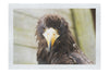 Stylised Golden Eagle - Fine Art Print - Wildlife Category