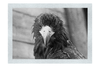 Stylised Golden Eagle - Monochrome Fine Art Print - Wildlife Category