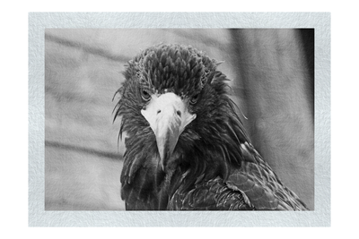 Stylised Golden Eagle - Monochrome Fine Art Print - Wildlife Category