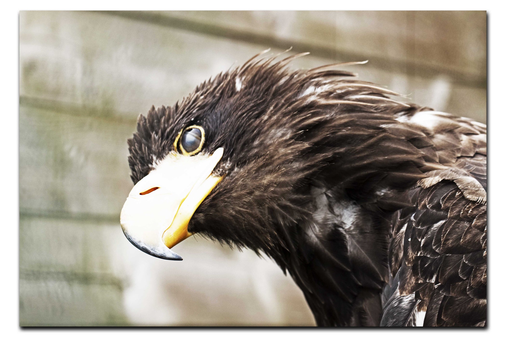 Golden Eagle Side Profile - Acrylic Print - Wildlife Category