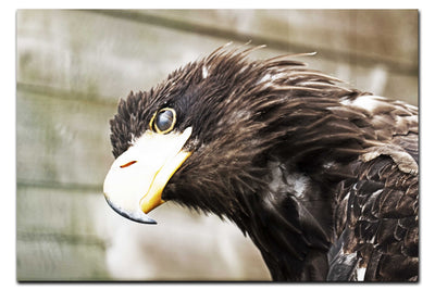 Golden Eagle Side Profile - Acrylic Print - Wildlife Category