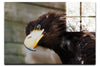 Golden Eagle Side Profile - Acrylic Print - Wildlife Category
